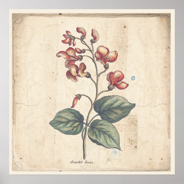 Antique Botanical Print Poster Scarlet Runner Bean (Front)