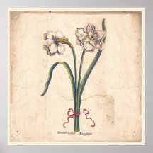 Antique Botanical Print Poster White Narcissus