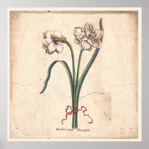 Antique Botanical Print Poster White Narcissus