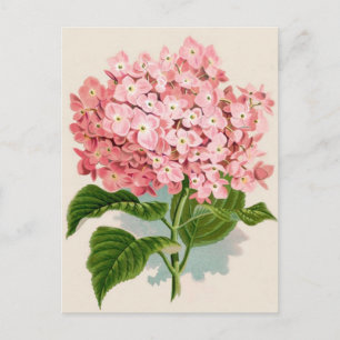 Antique Botanical Romantic Pink Hydrangea Postcard