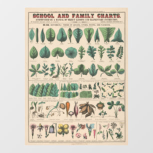 Antique Botanical School Chart Vintage Nature