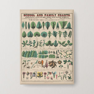 Antique Botanical School Chart Vintage Nature