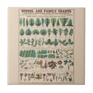 Antique Botanical School Chart Vintage Nature Ceramic Tile