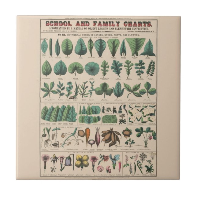 Antique Botanical School Chart Vintage Nature Ceramic Tile (Front)