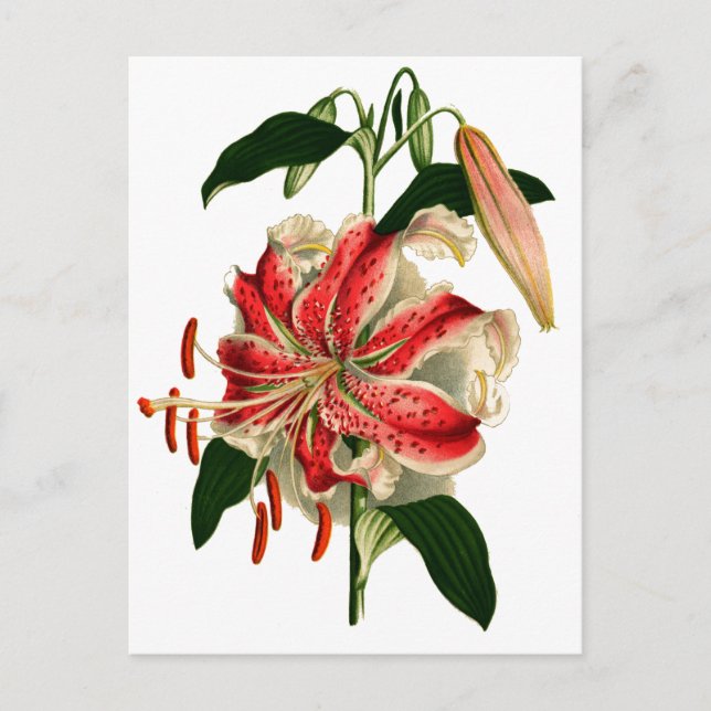 Antique Botanicals Pink and White Lily Postcard (Front)