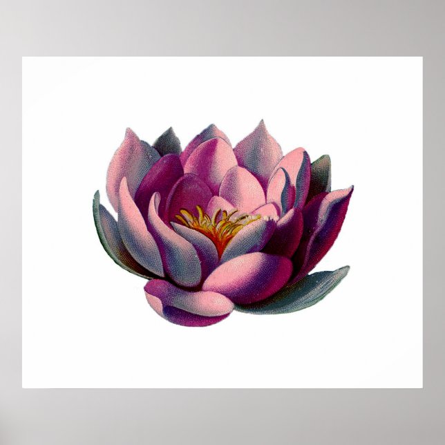 Antique Botanicals Pink Water Lily Lotus Poster (Front)
