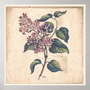 Antique Botanicals Print Poster Lilac Flowers