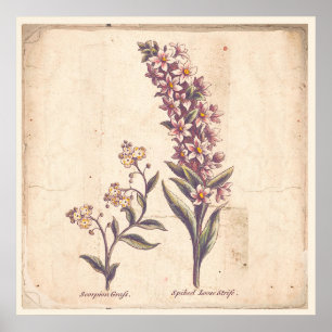 Antique Botanicals Print Poster Purple Loosestrife