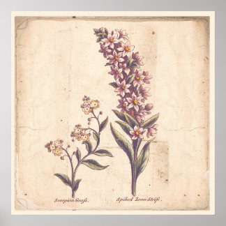 Antique Botanicals Print Poster Purple Loosestrife