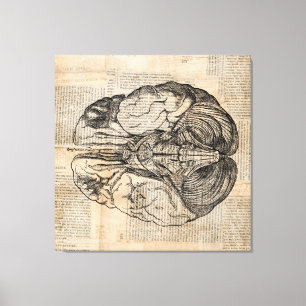 Antique Brain Diagram Old Fashioned Art Canvas Print