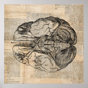 Antique Brain Diagram Old Fashioned Art Poster