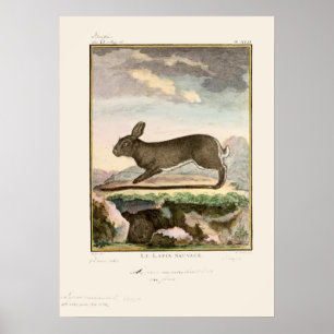 Antique Bunny Rabbit Colour Etching Poster