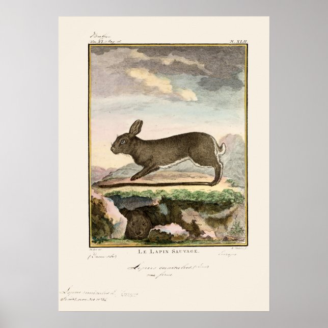Antique Bunny Rabbit Colour Etching Poster (Front)