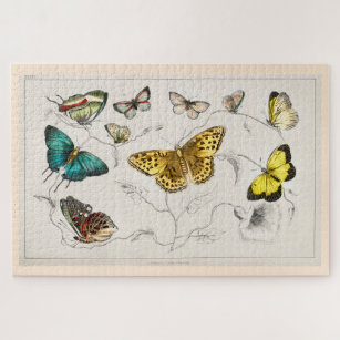 Antique Butterflies Illustration O Goldsmith II Jigsaw Puzzle