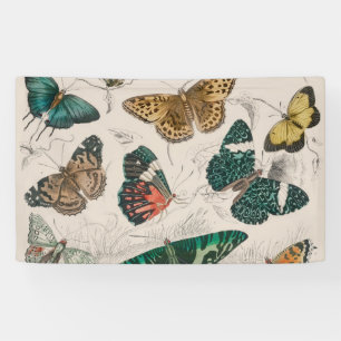 Antique Butterfly Illustration: 1820 Goldsmith Banner