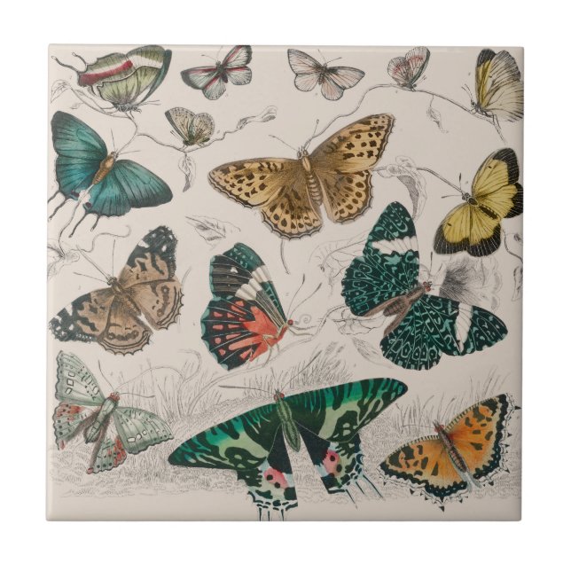 Antique Butterfly Illustration: 1820 Goldsmith Ceramic Tile (Front)