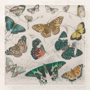 Antique Butterfly Illustration: 1820 Goldsmith Glass Coaster