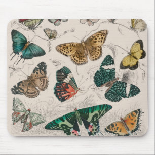 Antique Butterfly Illustration: 1820 Goldsmith Mouse Pad