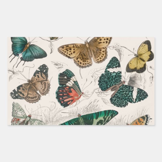 Antique Butterfly Illustration: 1820 Goldsmith Rectangular Sticker (Front)