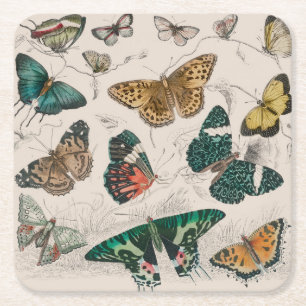 Antique Butterfly Illustration: 1820 Goldsmith Square Paper Coaster