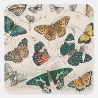 Antique Butterfly Illustration: 1820 Goldsmith