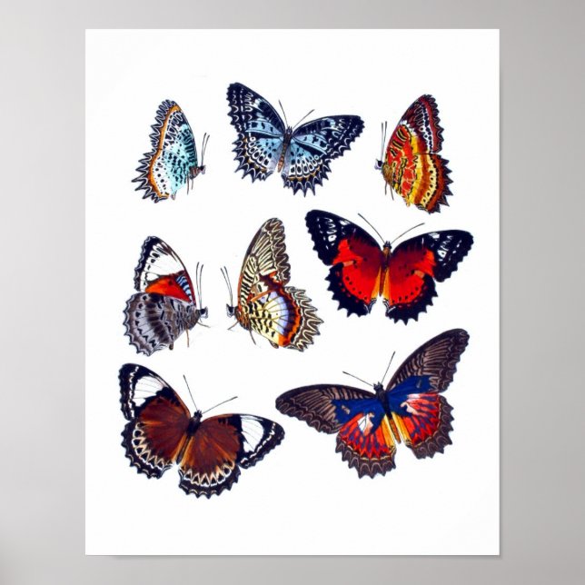 Antique Butterfly Natural History Art Print no.12 (Front)