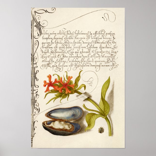 Antique calligraphy text botanical illustration poster (Front)