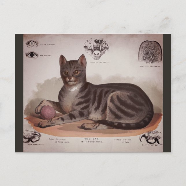 Antique Cat Chart Holiday Postcard (Front)