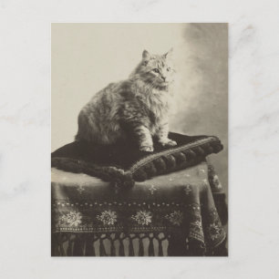 Antique Cat on Cushion Postcard 1910 Restored