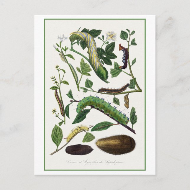 Antique Caterpillar Illustration Postcard (Front)
