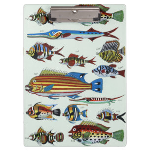 Antique Colourful Exotic Fish Natural History Prin Clipboard