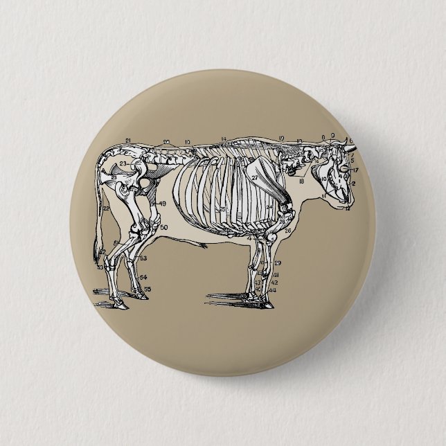 Antique Cow Skeleton Bones Fun 6 Cm Round Badge (Front)