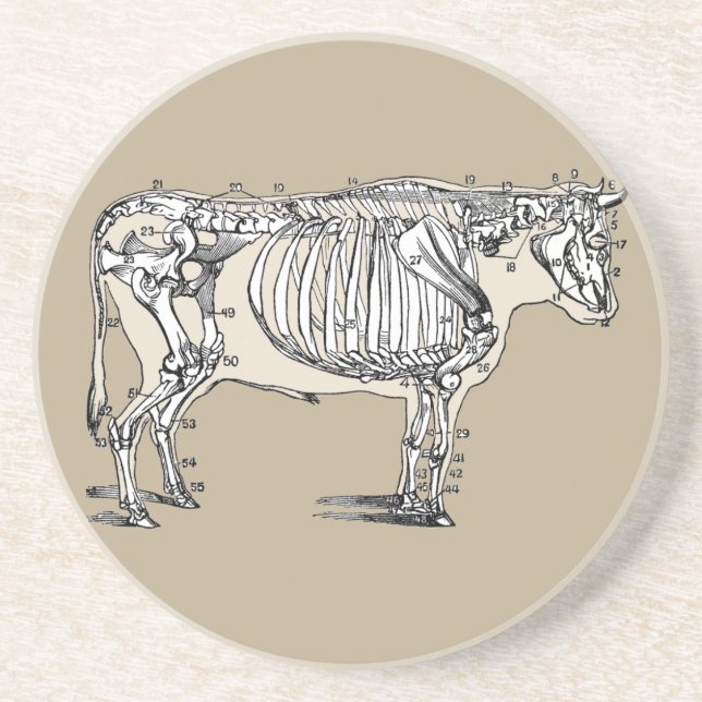 Antique Cow Skeleton Bones Fun Coaster (Front)
