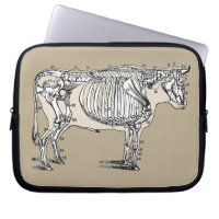 Antique Cow Skeleton Bones Fun