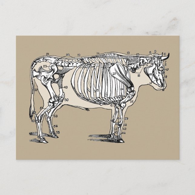 Antique Cow Skeleton Bones Fun Postcard (Front)