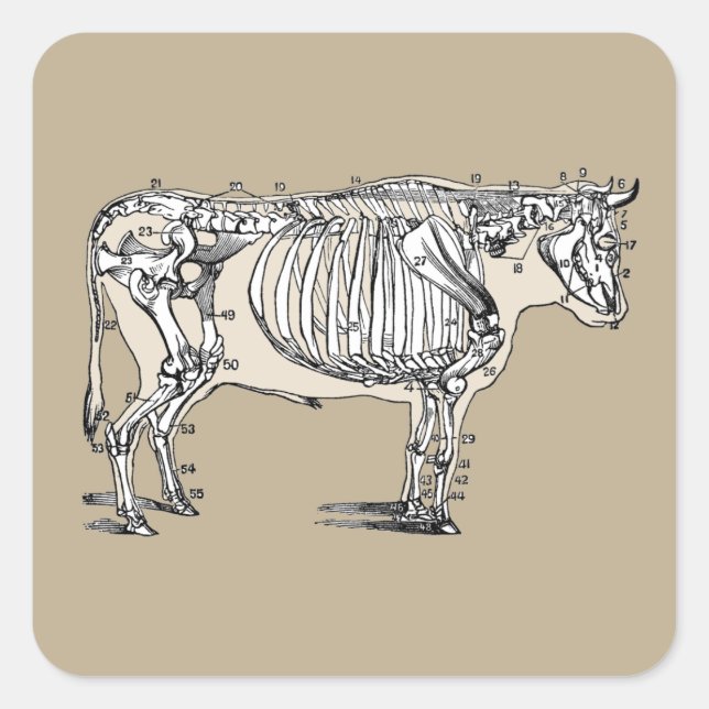 Antique Cow Skeleton Bones Fun Square Sticker (Front)