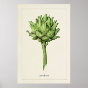 Antique Culinary Artichoke Botanical Art Print