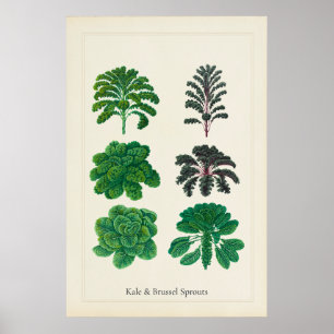 Antique Culinary Botanical Art Print Kale