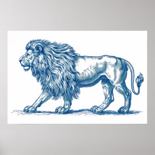 Antique drawing of a Lion Poster