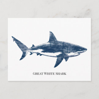 Antique drawing of a shark postcard