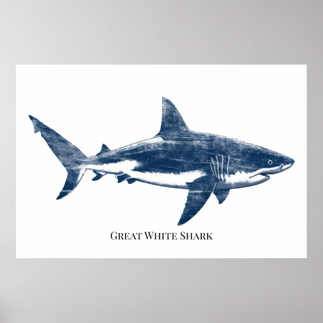 Antique  drawing of a shark poster (Front)