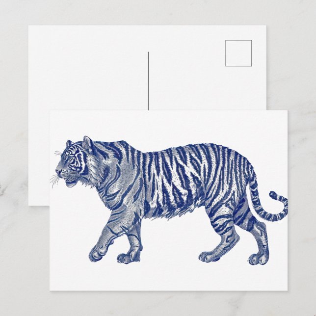 Antique drawing of a Tiger Postcard (Front/Back)