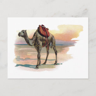 Antique Dromedary Camel Illustration Postcard