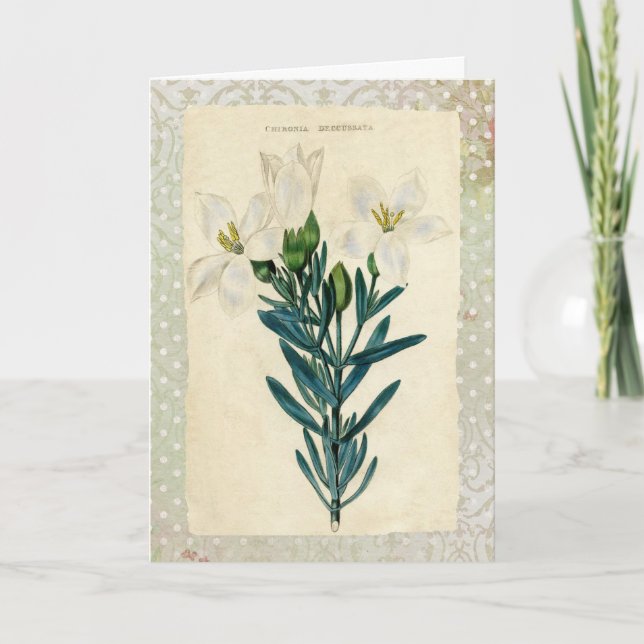 Antique Easter Lily Holiday Card (Front)
