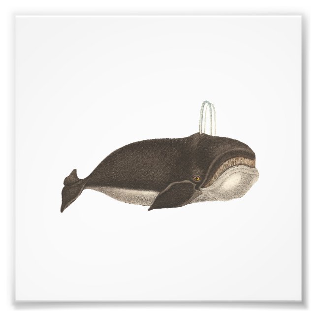 Antique Engraving of a Whale Photo Print (Front)