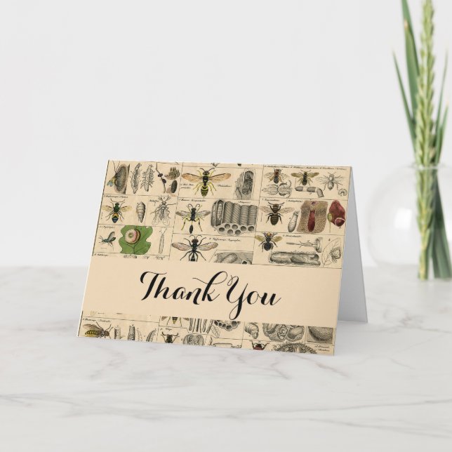 Antique Entomology Bees Wasps Natural History Thank You Card (Front)