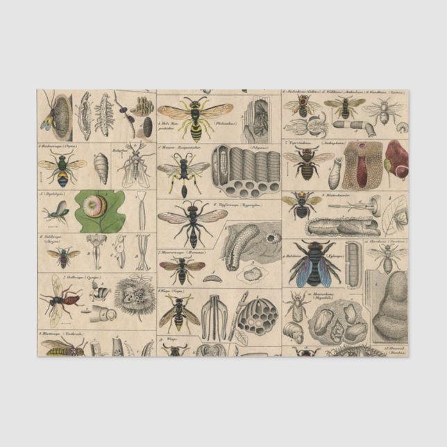 Antique Entomology Bees Wasps Natural History Tissue Paper (Front)