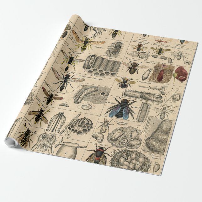Antique Entomology Bees Wasps Natural History Wrapping Paper (Unrolled)