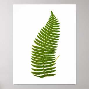 Antique Fern Botanical print no.3 Garden Decor