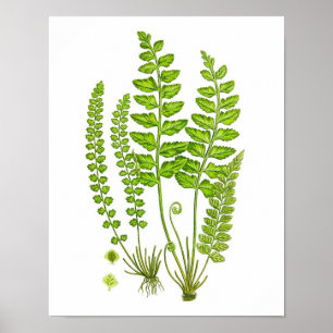 Antique Fern Print #12 Green Nature Botanical Art
